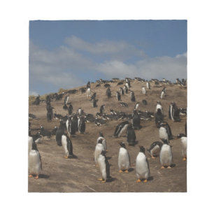 Bloc-note colonie de Penguin Gentoo (Pygoscelis papua) sur l