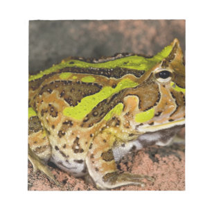 Bloc-note Crapaud cornu brésilien, Ceratophrys cornuta, Nati