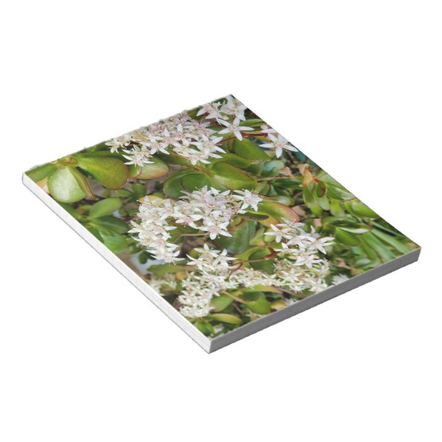 Bloc-note Crassula ovata (Incliné)