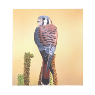 Bloc-note Crécerelle américaine, Falco sparverius, Originair