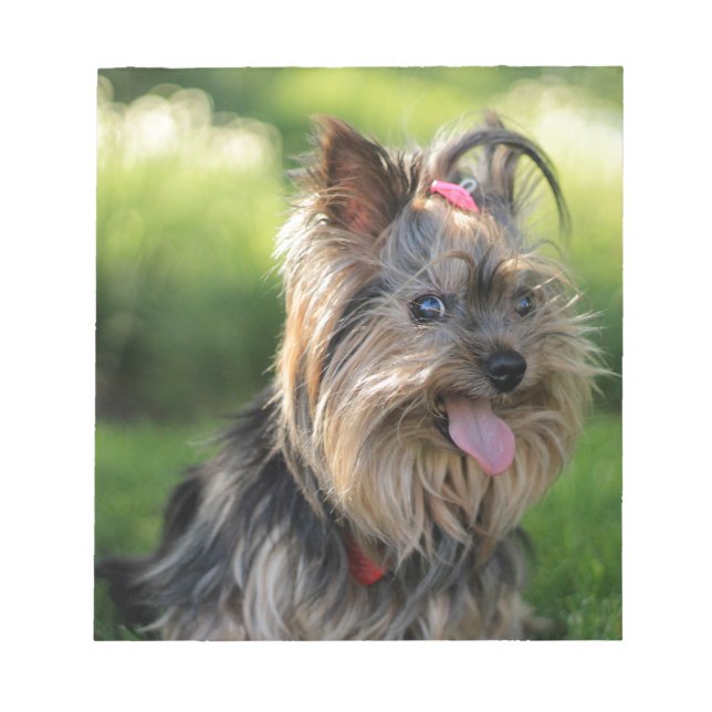 Bloc-note Cute Little Yorkshire Terrier Chien (Devant)
