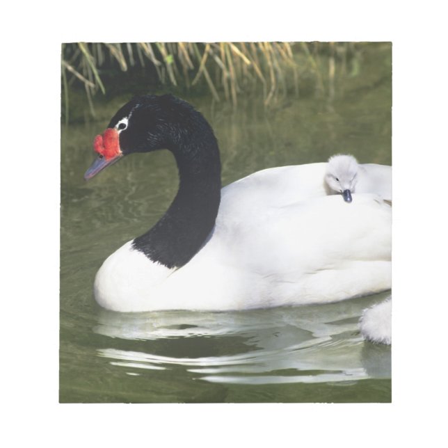 Bloc-note Cygne à cou noir adulte et cygnets dans l'eau. (Devant)