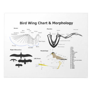 Bloc-note Diagramme de l'anatomie des ailes d'oiseau