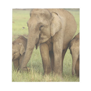 Bloc-note Éléphant d'Asie indien et jeunes
