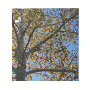 Bloc-note Érable sycomore en automne sur fond de ciel bleu