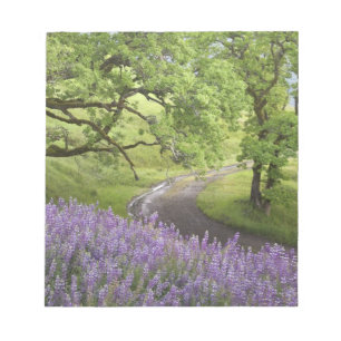 Bloc-note États-Unis, Californie, Parc national de Redwood. 