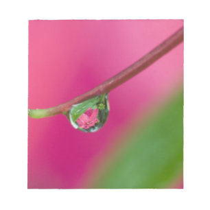 Bloc-note États-Unis, Oregon, Shore Acres Gardens, Goutte d'