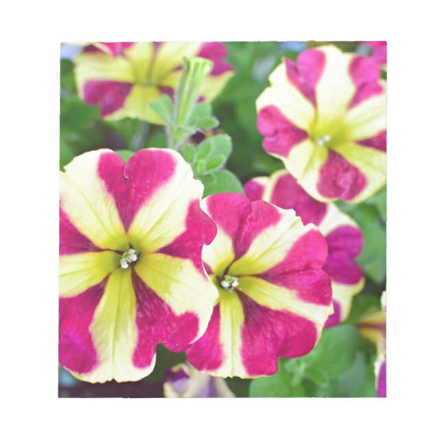 Bloc-note Étoile de Bourgogne Petunias (Devant)