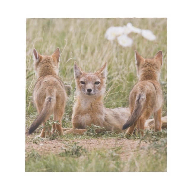 Bloc-note Femelle du renard véloce (Vulpes velox) jeune à (Devant)