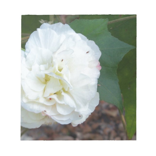 Bloc-note fleur blanche d'hibiscus mutabilis (Devant)