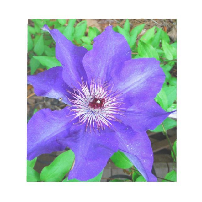Bloc-note Fleur violette Clematis (Devant)