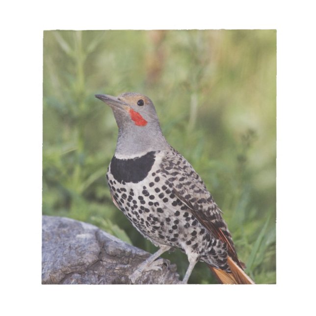Bloc-note Flicker du Nord, ColMatiauratus, Red shafted (Devant)