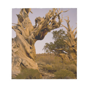 Bloc-note Forêt antique de bristlecone, Montagnes blanches,
