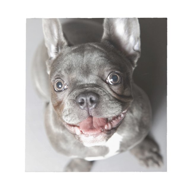 Bloc-note Französische Bulldogge (Devant)