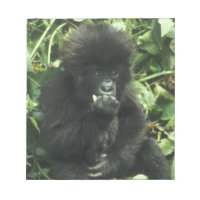 Gorille des montagnes, (Gorilla gorilla beringei),