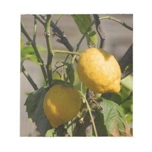 Bloc-note Graphiques Citron Espagnol