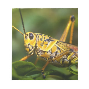 Bloc-note Grasshopper, Parc national des Everglades, Floride