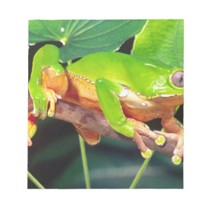 Bloc-note Grenouille arboricole singe bicolore, Phyllomedusa