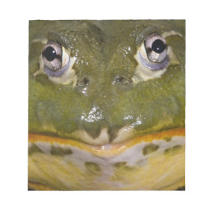 Bloc-note Grenouille taureau fouisseuse africaine, Pyxicepha