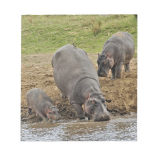Bloc-note Hippopotame, Hippopotamus amphibius, Serengeti