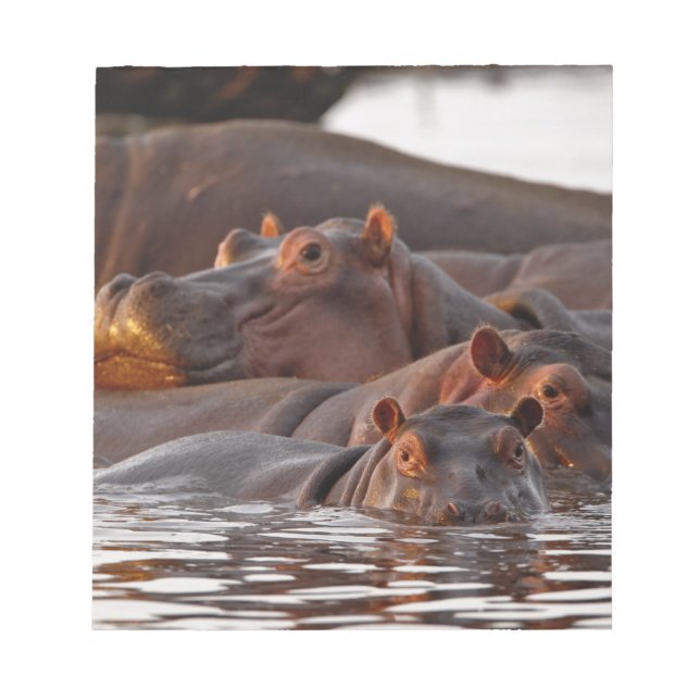 Bloc-note Hippopotamus, Hippopotamus amphibius, lac (Devant)