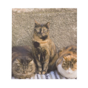 Bloc-note Italie, Cinque Terre, Vernazza. Trois chats