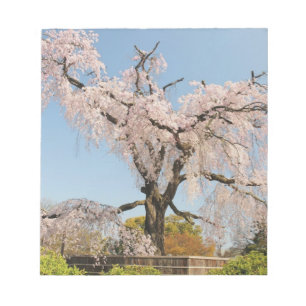 Bloc-note Japon, Kyoto. Cerisier pleureur sous ciel bleu