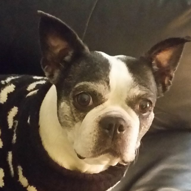 Bloc-note Jesus Suivez-Moi Bloc-notes, Noël, Cadeaux, Unique (Créateur téléchargé)