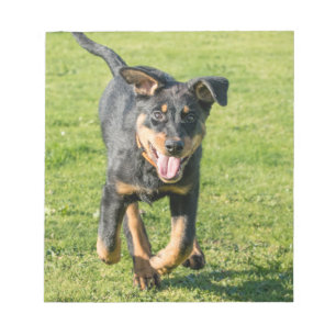 Bloc-note Jeune chien de Beauceron qui court dans le gras