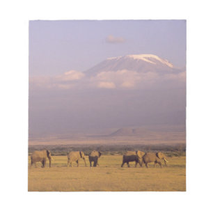 Bloc-note Kenya : parc national d'Amboseli, Éléphants