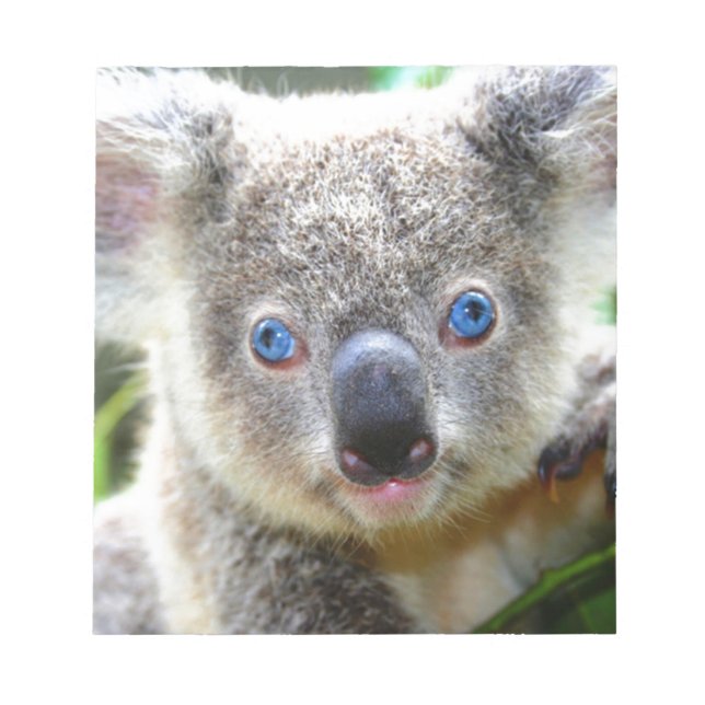 Bloc-note Koala Bears (Devant)