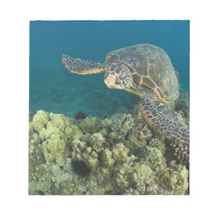 Bloc-note La tortue verte, (Chelonia mydas), est le
