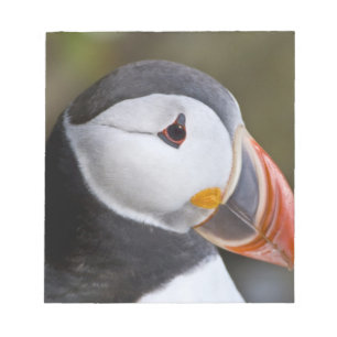 Bloc-note Le Macareux atlantique, un oiseau de mer pélagique