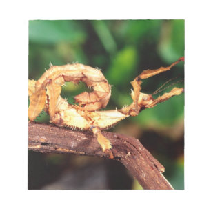 Bloc-note le spectre de Macleay (épiney Stick Insect),