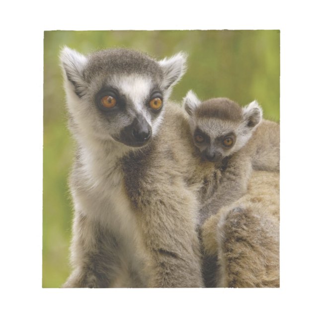 Bloc-note Lémurs à queue annelée (Lemur catta) Mère et bébé. (Devant)