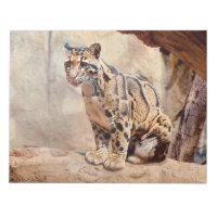léopard nébuleux image nature faune exotique