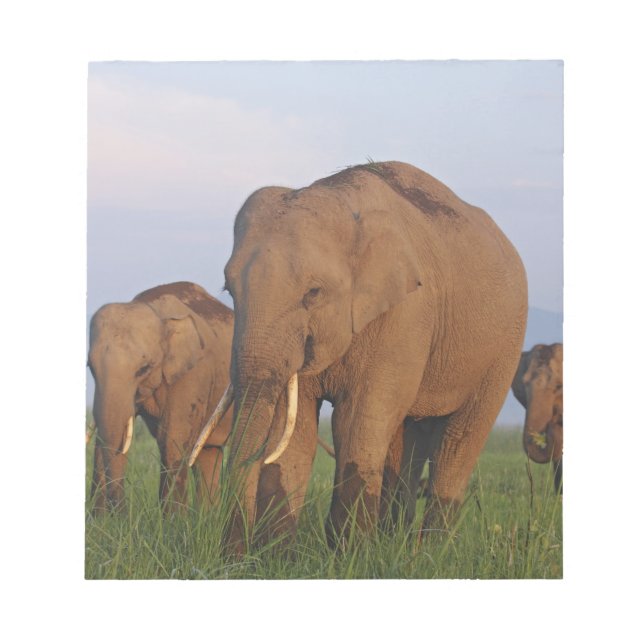 Bloc-note Les éléphants indiens dans les Prairies (Devant)