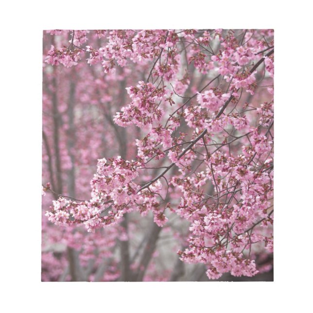 Bloc-note Les fleurs de cerisiers Sakura sont roses (Devant)