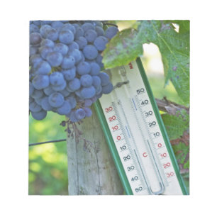 Bloc-note Les raisins de merlot au Château la Grave Figeac,