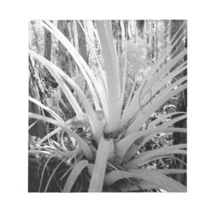 Bloc-note Les tillandsia épiphytes sont courants en Floride,