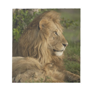 Bloc-note Lion, Panthera leo, Lower Mara, Masai Mara GR,