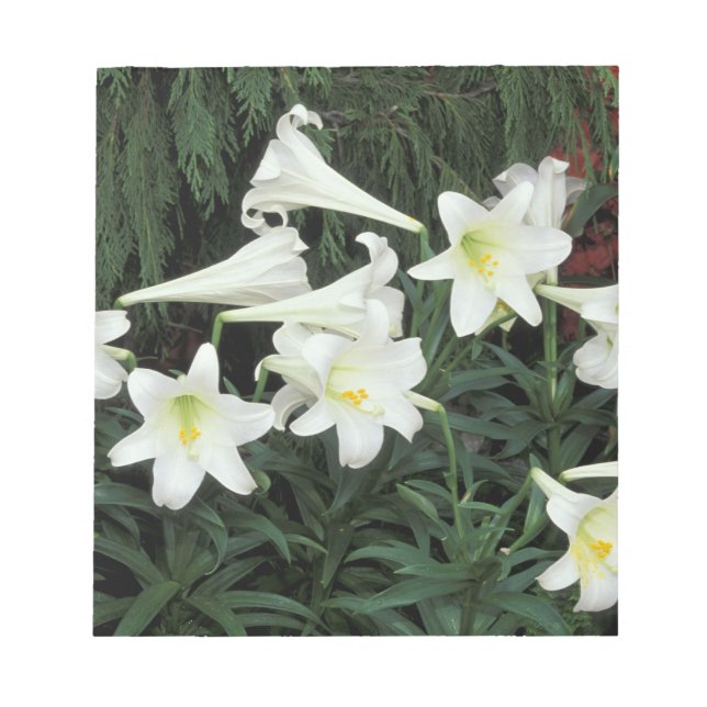 Bloc-note Lis de Pâques (Lilium regale) (Devant)