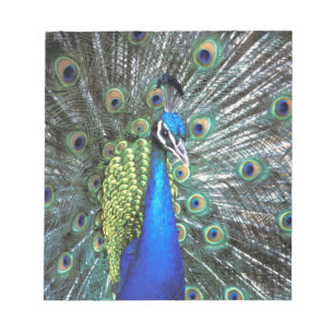 Bloc-note Magnifique paon déployant des plumes colorées