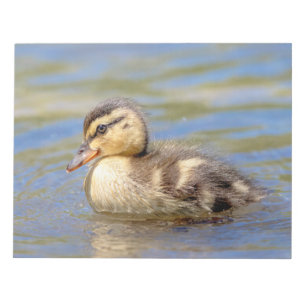 Bloc-note Mallard Duckling