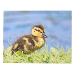 Bloc-note Mallard Duckling