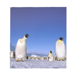 Bloc-note Manchot   Antarctique, péninsule Antarctique