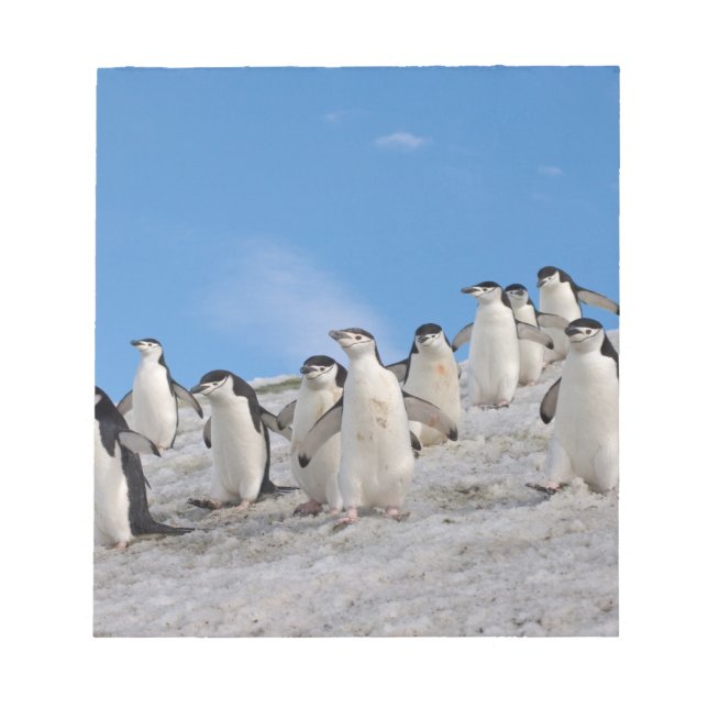 Bloc-note Manchots à Collier | Pygoscelis Antarctica (Devant)