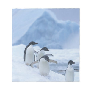 Bloc-note Manchots Adélie (Pygoscelis adeliae) sur la glace,