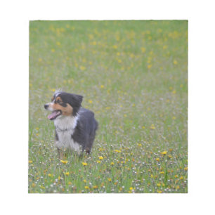 Bloc-note Miniature American Shepherd Black Tri en champ