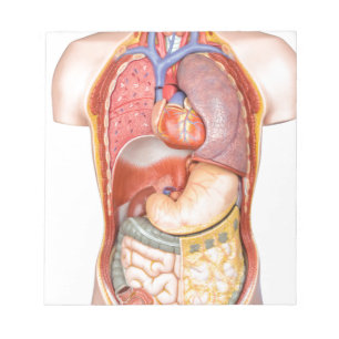 Bloc-note Modèle corporel humain avec des organes isolés en